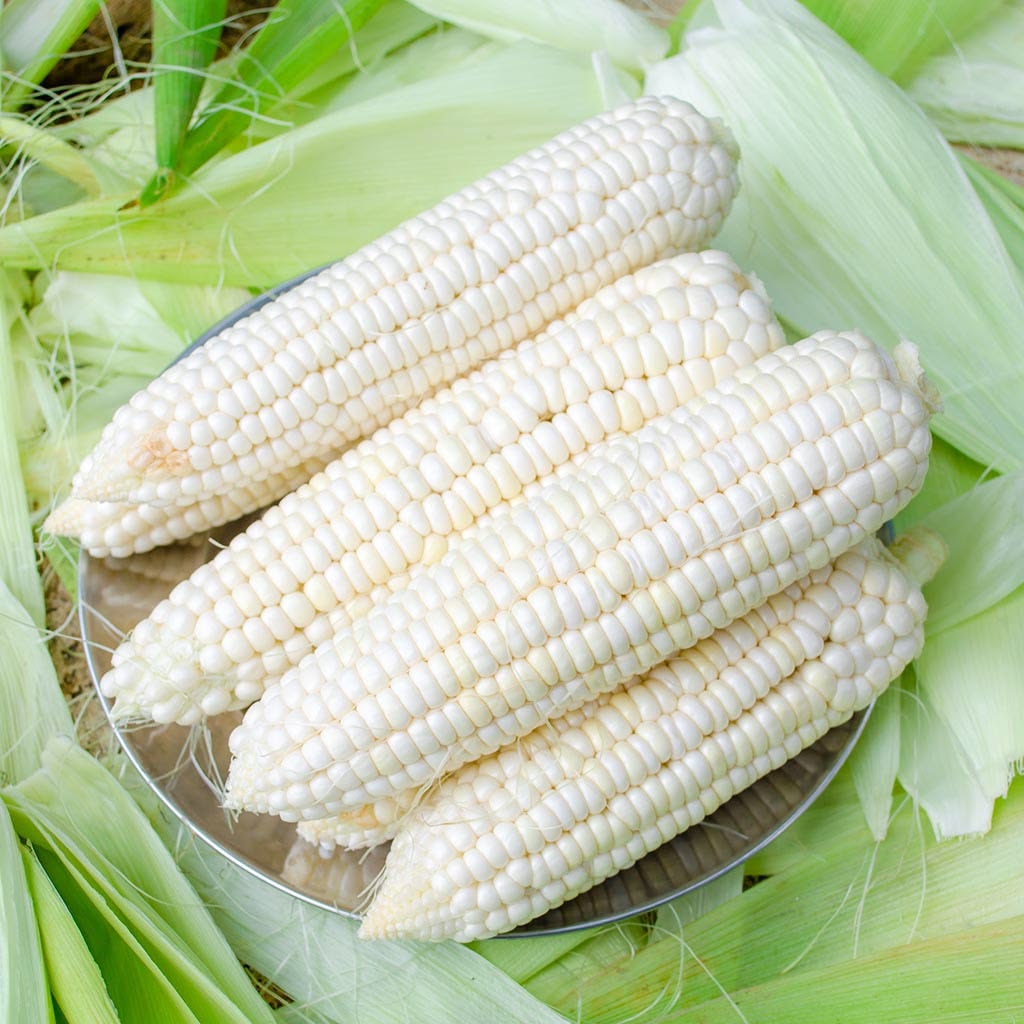 Natural white maize grains